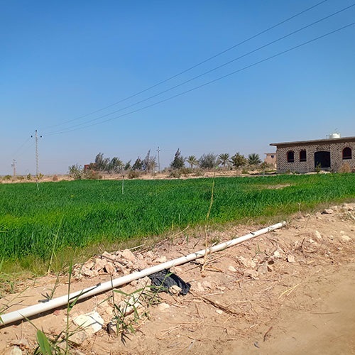 مزارع رحمة شركة المنارة للاستثمار الزراعى طريق مصر اسكندرية الصحراوى وادى النطرون