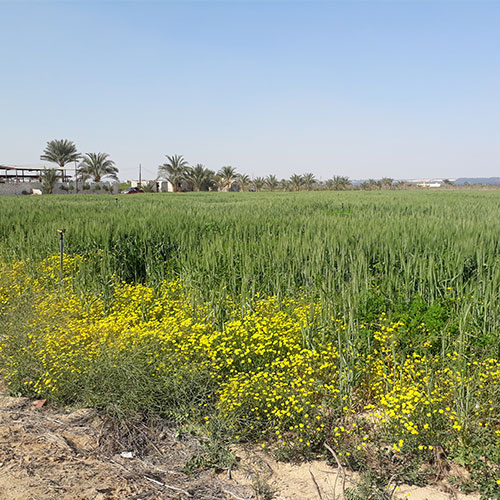 مزارع منارة 2 شركة المنارة للاستثمار الزراعى طريق مصر اسكندرية الصحراوى وادى النطرون