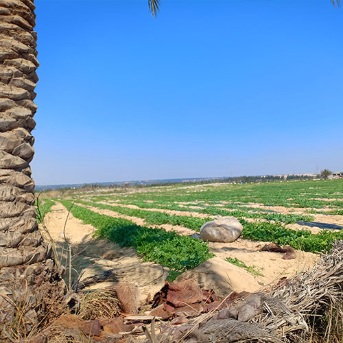 مزارع منارة تقسيم شركة المنارة للاستثمار الزراعى طريق مصر اسكندرية الصحراوى وادى النطرون